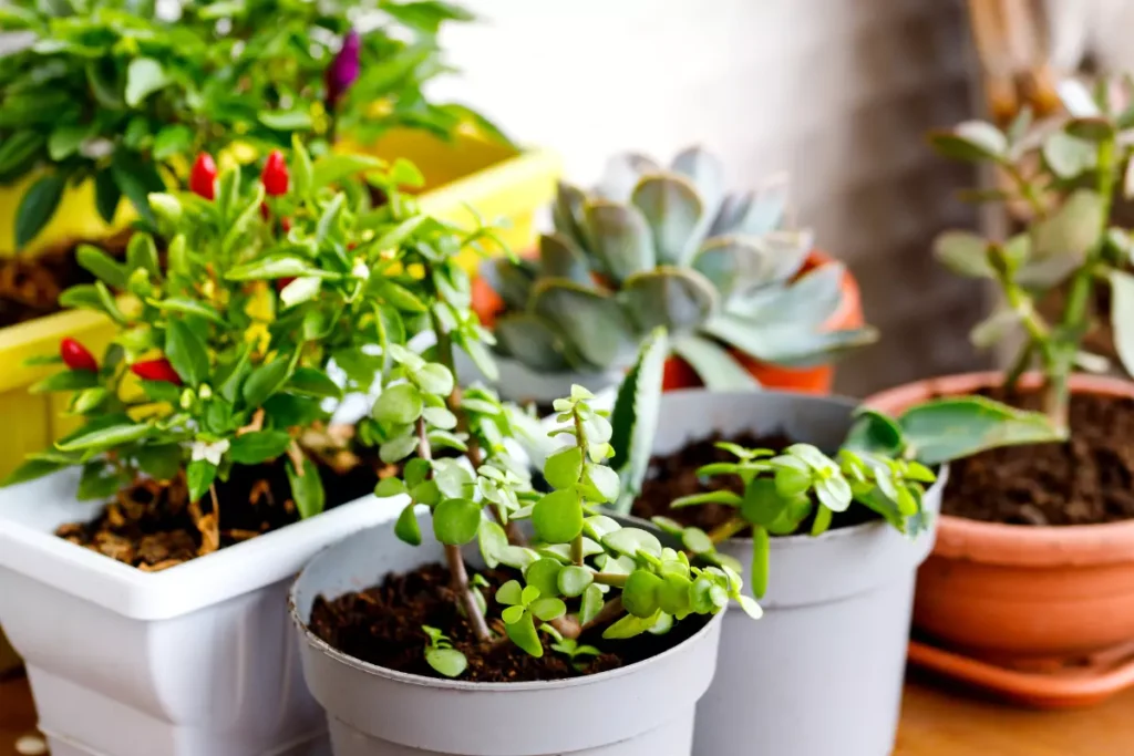 air purifying indoor plants